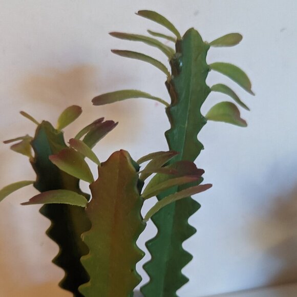 NWT Ashland Faux Triple Succulent Plant As-Is Pot Floral Michael's Desert Summer - Picture 4 of 10